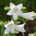 CAMPANULA TRACHELIUM ALBA seed image