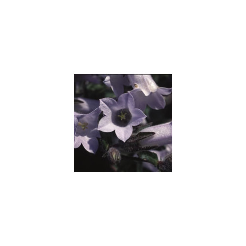CAMPANULA 'TRUMPET CASCADE' seed image