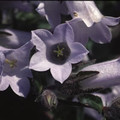 CAMPANULA 'TRUMPET CASCADE' seed image