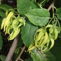 CANANGA ODORATA seed image