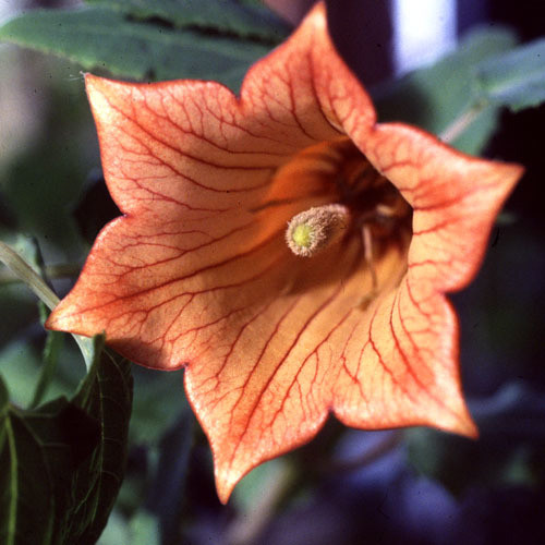 CANARINA CANARIENSIS seed image