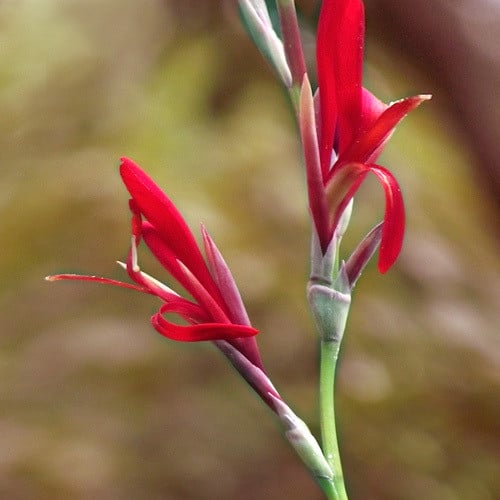 CANNA INDICA seed image