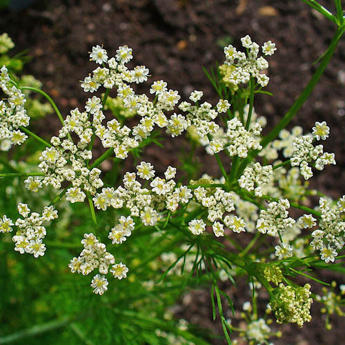 HERB CARAWAY seed image
