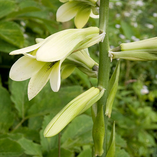 CARDIOCRINUM CORDATUM seed image