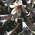 CARDIOCRINUM CORDATUM  VAR. GLEHNII seed image