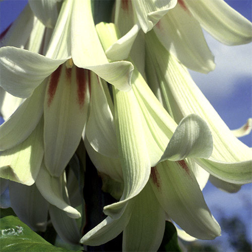 CARDIOCRINUM GIGANTEUM seed image