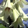 CARDIOCRINUM GIGANTEUM seed image