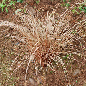 CAREX FLAGELLIFERA seed image