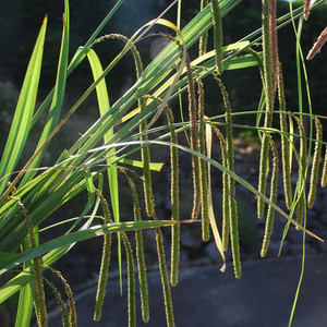 CAREX PENDULA seed image