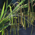 CAREX PENDULA seed image