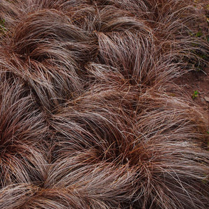 CAREX SELECTED SPECIES MIX seed image