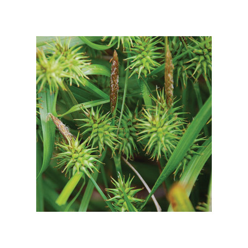 CAREX SEROTINA seed image