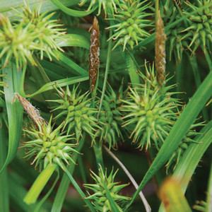 CAREX SEROTINA seed image