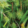 CAREX SEROTINA seed image