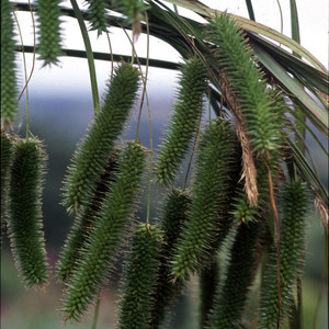 CAREX 'TRIFFID' seed image
