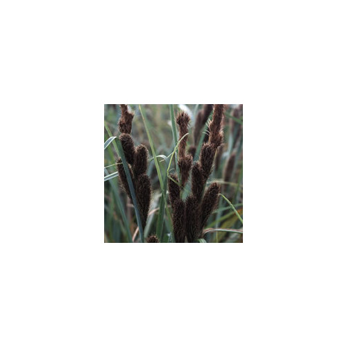 Carex trifida
