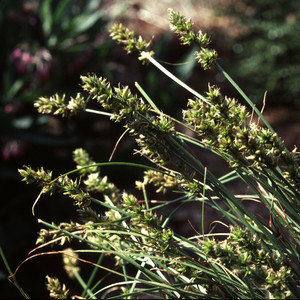 CAREX VULPINA seed image