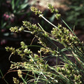 CAREX VULPINA seed image