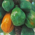 CARICA PAPAYA seed image