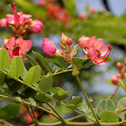 CASSIA MARGINATA seed image