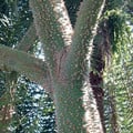 CEIBA PENTANDRA seed image
