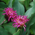 CENTAUREA 'COPPER CANYON' seed image
