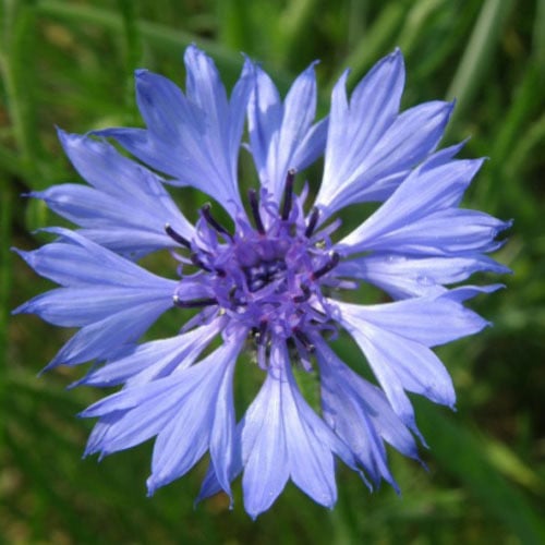 CENTAUREA CYANUS seed image