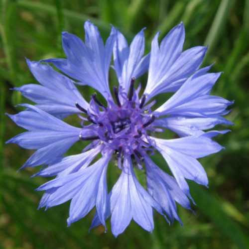 200/1200 Seeds Cornflower Knapweed Blue Long Centaurea Cyanus Meadow Floral