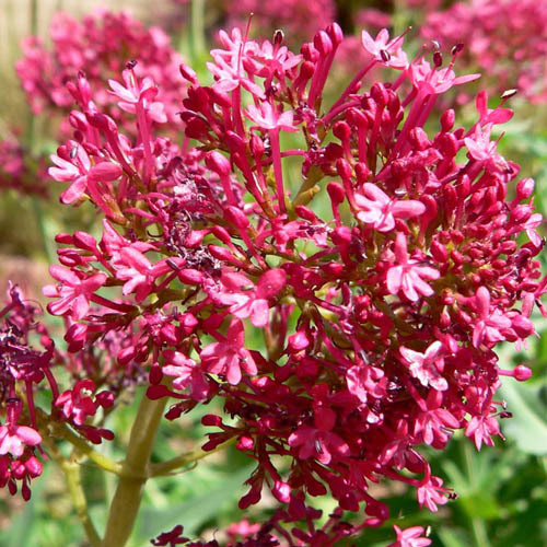 CENTRANTHUS RUBER seed image