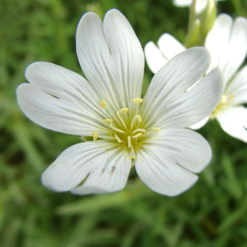 CERASTIUM ALPINUM LANATUM seed image