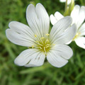CERASTIUM ALPINUM LANATUM seed image