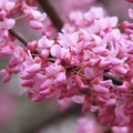 CERCIS CANADENSIS seed image