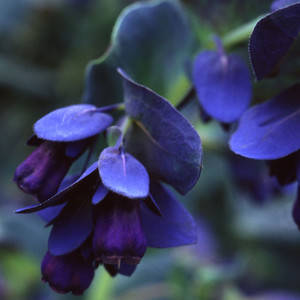 CERINTHE MAJOR PURPURESCENS seed image