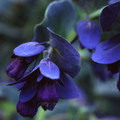 CERINTHE MAJOR PURPURESCENS seed image