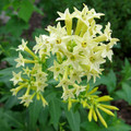 CESTRUM PARQUI seed image