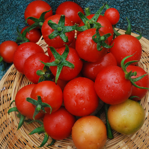 TOMATO CHADWICK'S CHERRY seed image
