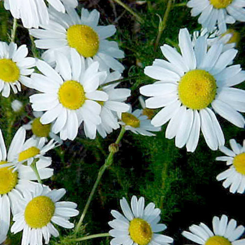 HERB CHAMOMILE seed image