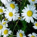 HERB CHAMOMILE seed image