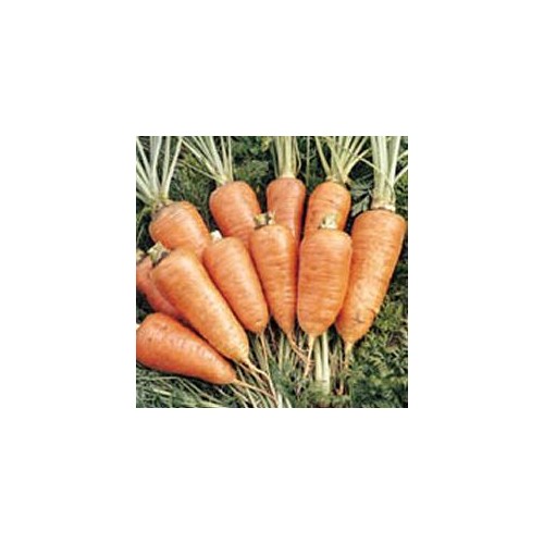 CARROT CHANTENAY ROYAL seed image