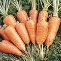 CARROT CHANTENAY ROYAL seed image