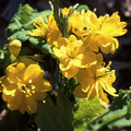 CHELIDONIUM MAJUS FL. PL. seed image