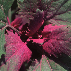 CHENOPODIUM GIGANTEUM PURPUREUM seed image