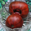 TOMATO CHEROKEE CHOCOLATE seed image