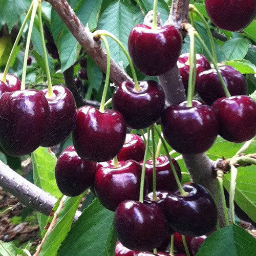 CHERRY LAPINS seed image