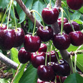 CHERRY LAPINS seed image