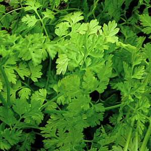 HERB CHERVIL CURLED seed image