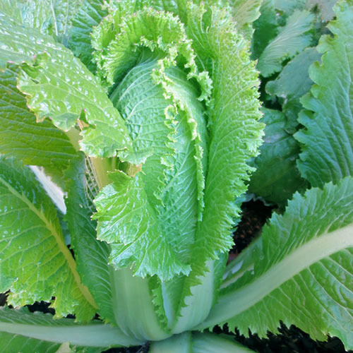 CABBAGE (CHINESE)  MICHIHILI seed image