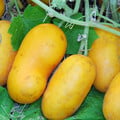 CUCUMBER CHINESE YELLOW seed image