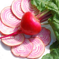 BEETROOT CHIOGGIA seed image
