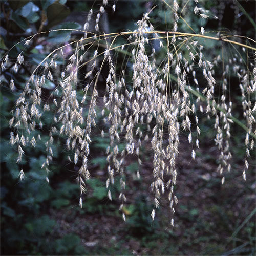 CHIONOCHLOA CONSPICUA seed image